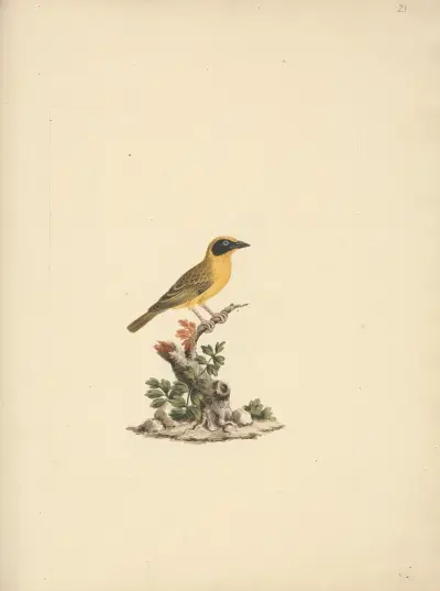 Ploceus ocularis (Spectacled Weaver), Luigi Balugani