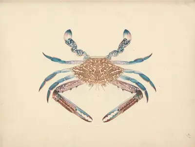 Portunua pelagicus (Blue Crab) av Luigi Balugani