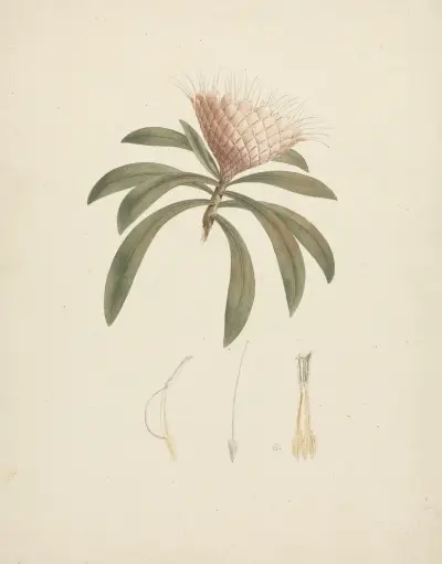 Protea gaguedi J.F. Gmel. (Protea) av Luigi Balugani