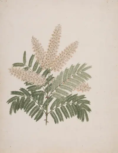 Pterolobium stellatum (Forssk) av Luigi Balugani