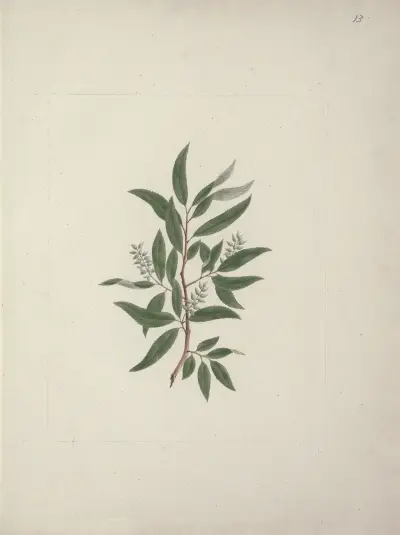 Salix subserrata Willd. (Vrba), Luigi Balugani