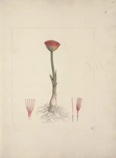 Scadoxus puniceus (L.) Friss & Nordal (Blood Lily), Luigi Balugani