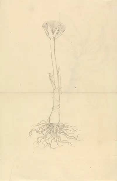 Scadoxus Puniceus, Luigi Balugani