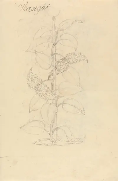 Scangho, Luigi Balugani