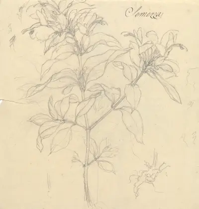 Semezza (Ruttya speciosa), Luigi Balugani