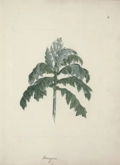 Senecio gigas Vatke (stromovitá starčeka), Luigi Balugani