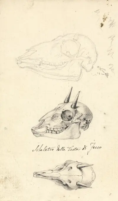 Lebky tří zvířat, Luigi Balugani