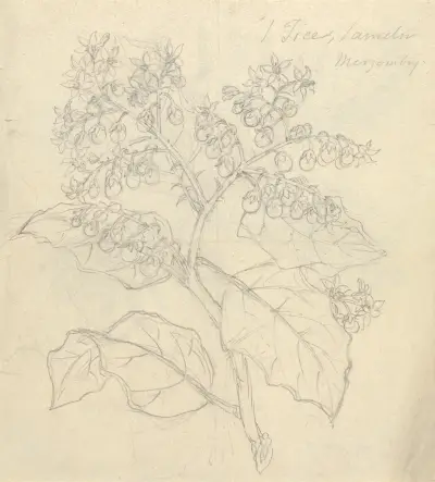 Solanum Adoense, Luigi Balugani