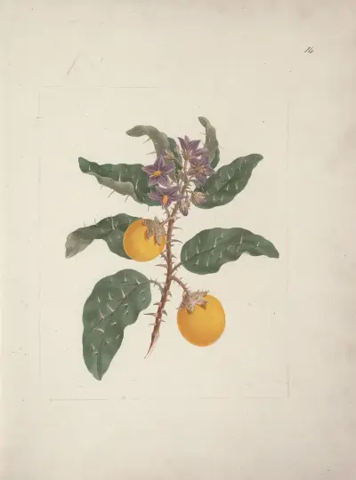 Solanum incanum L. (Divoký lilek), Luigi Balugani