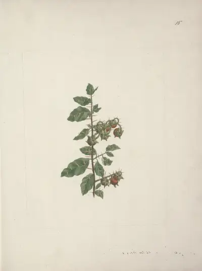 Solanum piperiferum A. Rich. (lilek), Luigi Balugani