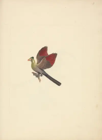 Tauraco leucotis (turako bělolící), Luigi Balugani