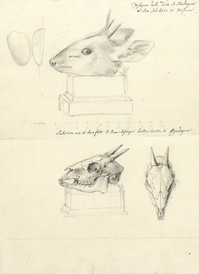 Testi di Madoqua (Hlava antilopy a lebky), Luigi Balugani