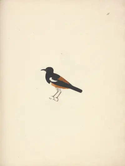 Thamnolaea semirufa (White-winged Cliff-chat) av Luigi Balugani