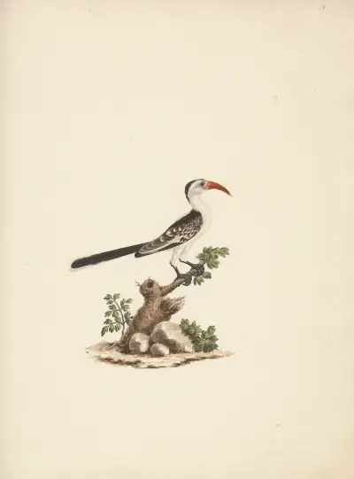 Tockus Jacksoni (Jacksonův zoborožec), Luigi Balugani