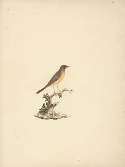 Turdus abyssinicus (Mountain Thrush) av Luigi Balugani