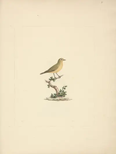 Unidentified Bird av Luigi Balugani