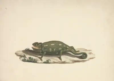Neidentifikovaný chameleon, Luigi Balugani