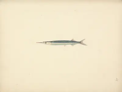 Unidentified Fish – nr 2 av Luigi Balugani