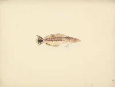 Unidentified Fish – nr 3 av Luigi Balugani
