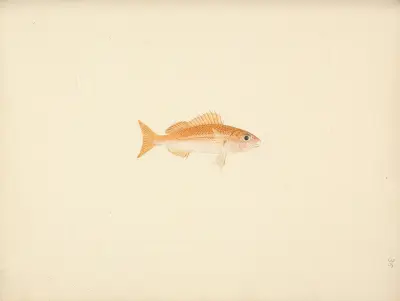 Unidentified Fish – nr 4 av Luigi Balugani