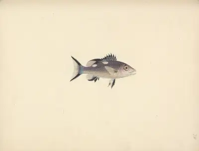 Unidentified Fish – nr 1 av Luigi Balugani