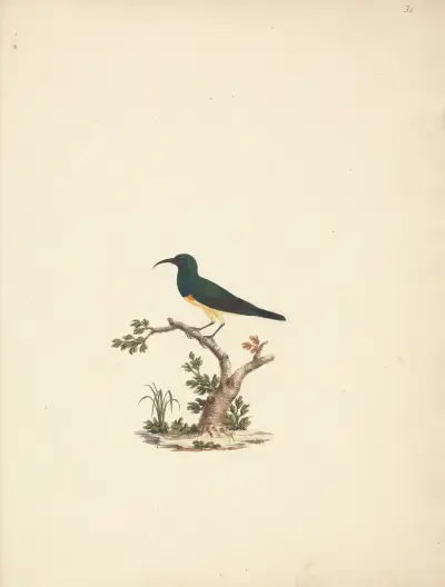 Neidentifikovaný strdimil, Luigi Balugani