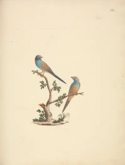Uraeginthus bengalus (červenolící motýlek), Luigi Balugani