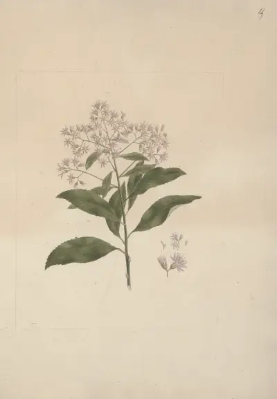 Vernonia amygdalina Del. (Hořký list), Luigi Balugani