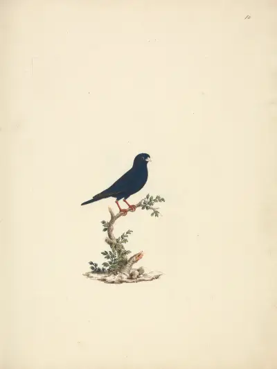 Vidua chalybeata (Vidua chalybeata), Luigi Balugani