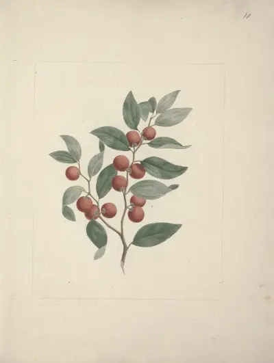 Ziziphus abyssinica A. Rich. (Ethiopian Christ-Thorn) av Luigi Balugani