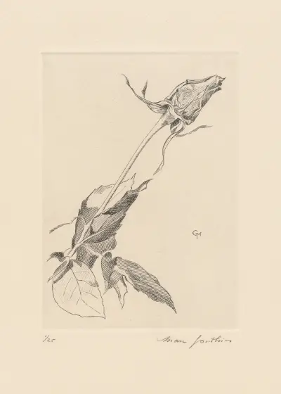 Rose en bouton, penchée à droite von Marc Gonthier