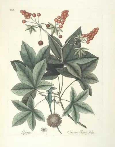 Piscium, serpentum, insectorum, aliorumque nonnullorum animalum nec non plantarum quarundam imagines Pl.065 av Mark Catesby