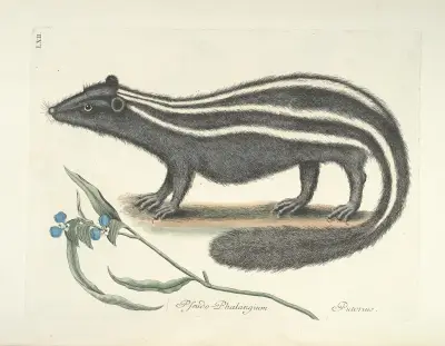 Piscium, serpentum, insectorum, aliorumque nonnullorum animalum nec non plantarum quarundam imagines Pl.062 av Mark Catesby