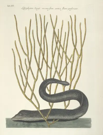 Piscium, serpentum, insectorum, aliorumque nonnullorum animalum nec non plantarum quarundam imagines Pl.021 av Mark Catesby