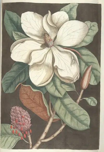 Piscium, serpentum, insectorum, aliorumque nonnullorum animalum nec non plantarum quarundam imagines Pl.061 av Mark Catesby