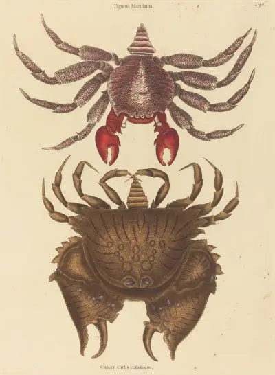 Red Mottled Rock-crab (Cancer grapsus) av Mark Catesby