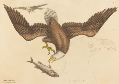The Bald Eagle (Falco leucocephalus) av Mark Catesby