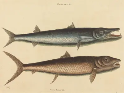 Barakuda (Esox barracuda), Mark Catesby