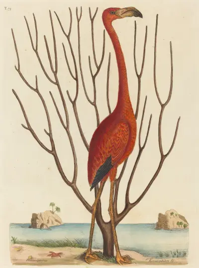 The Flamingo (Phoenicopterus ruber) av Mark Catesby