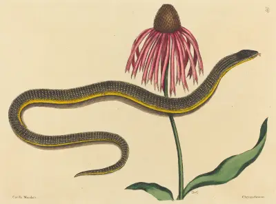 The Glass Snake (Anguis ventralis) av Mark Catesby