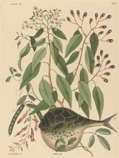 The Globe Fish (Tetrodon lagocephalus) av Mark Catesby