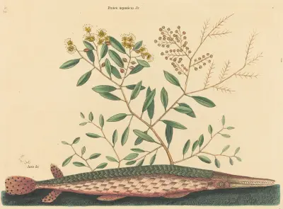 The Green Gar Fish (Esox osseus) av Mark Catesby