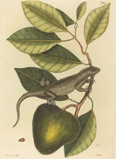 The Guana (Lacerta Iguana) av Mark Catesby