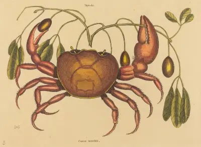The Land-crab (Cancer ruricola) av Mark Catesby