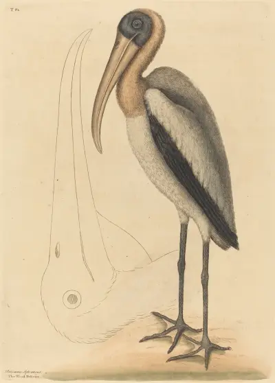 The Wood Pelican (Tantalus Loculator) av Mark Catesby