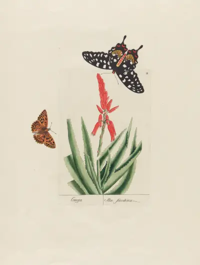 Aloe succotrina av Petr Martynovich Gofman