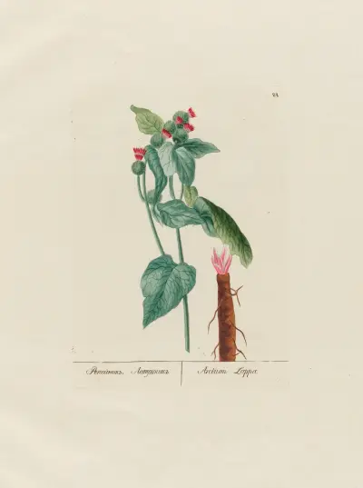 Arctium Lappa av Petr Martynovich Gofman