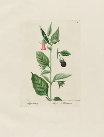 Atropa Belladonna av Petr Martynovich Gofman