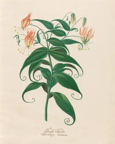 Gloriosa Superba av Petr Martynovich Gofman