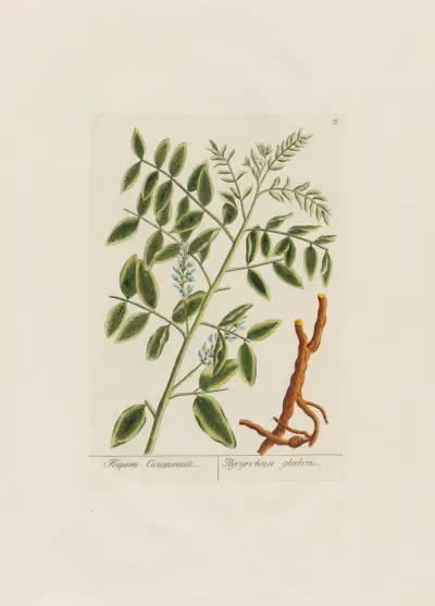 Glycyrrhiza glabra av Petr Martynovich Gofman